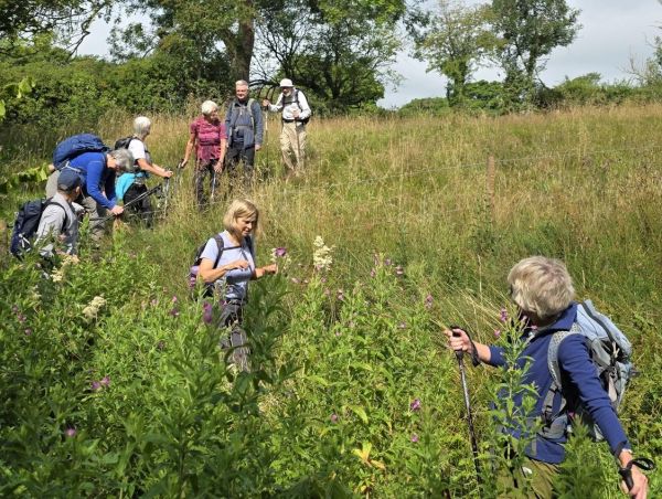 Ramblers among wildflowers